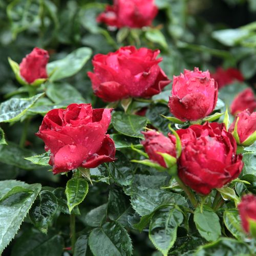 Rosa Inge Kläger - rosso - rose floribunde